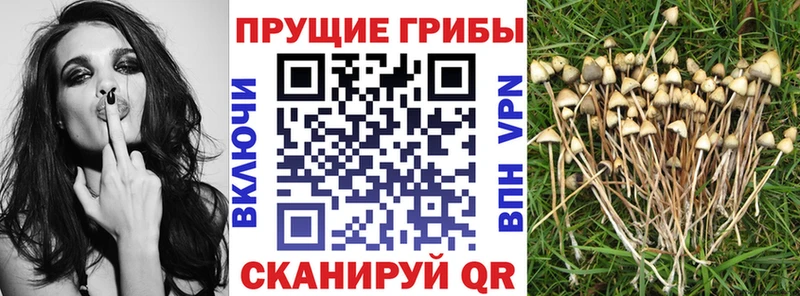 Купить где  Павловская  Галлюциногенные грибы Magic Shrooms 